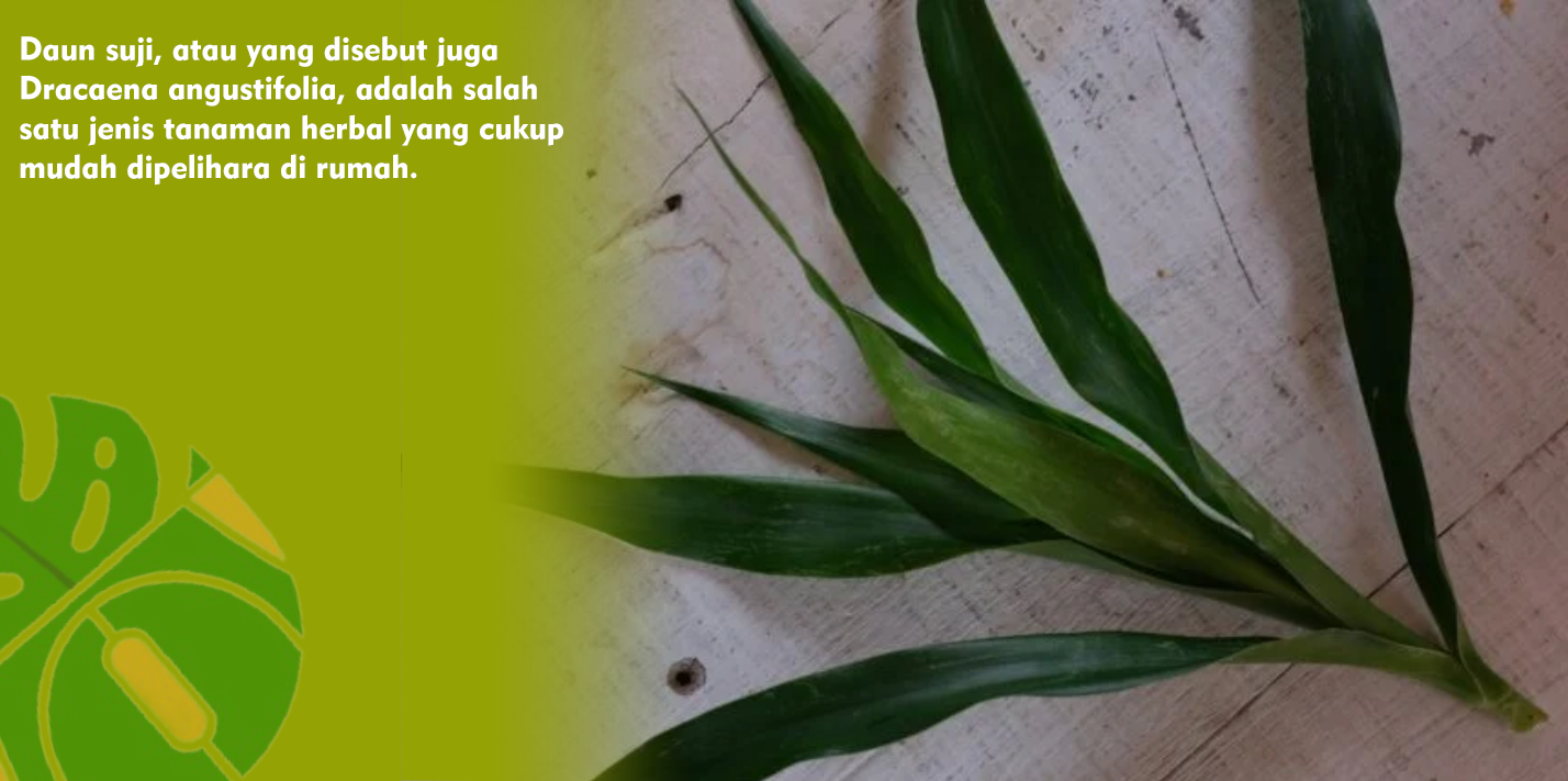 Kandungan Senyawa Aktif Daun Suji, Salah Satunya Dapat Meredakan Nyeri Haid